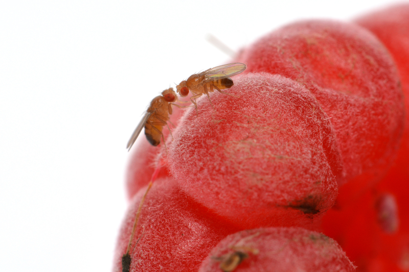 Feel the Difference in Your Home by Removing Pet Odors